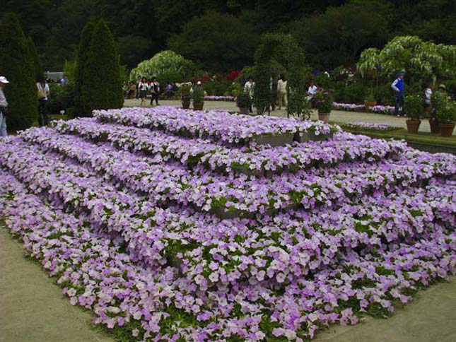A csodálatos Ashikaga virág park